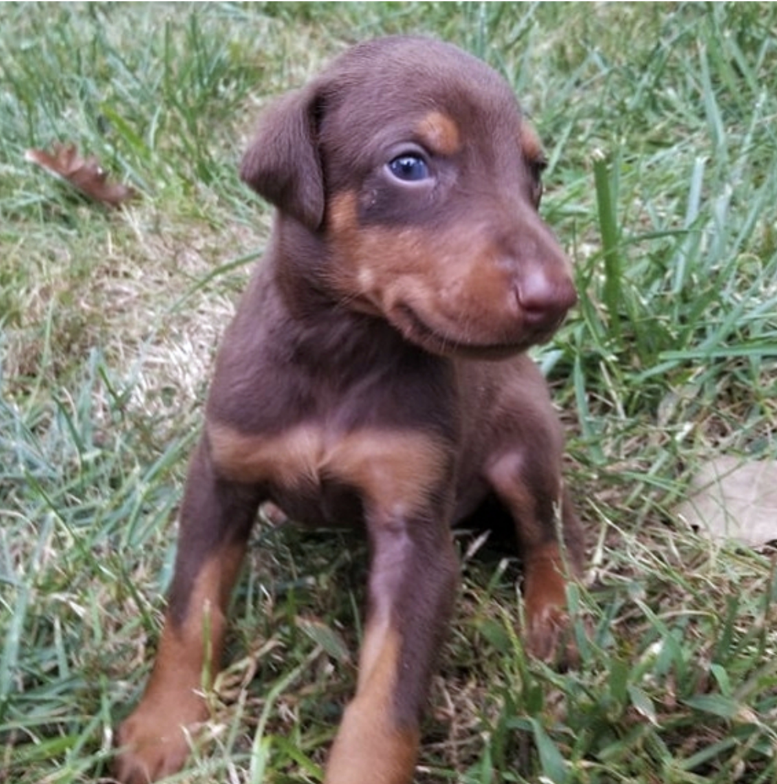 comprar cachorros sanos, baratos y asequibles para la venta